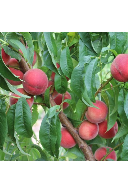 Плоди персика Фіделія: яскравий колір і збалансований смак роблять його улюбленцем садівників.